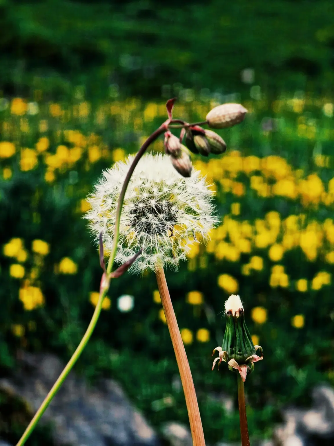 Dandelion seed head against a field of yellow flowers